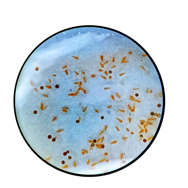 High Hatchability Live Fish Egg Aquarium Food Artemia Cysts Baby Brine Shrimp Eggs Hatching Fish Feed